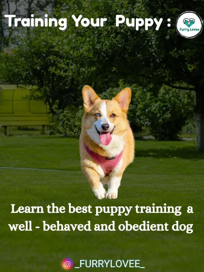 My goal is to help you train a well-behaved and obedient dog. A trained puppy grows into a confident and happy adult companion.