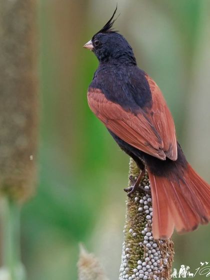 A Crested Bunting keeps a watchful eye out for predators while feeding. Its prominent crest gives it a very distinguished look.
