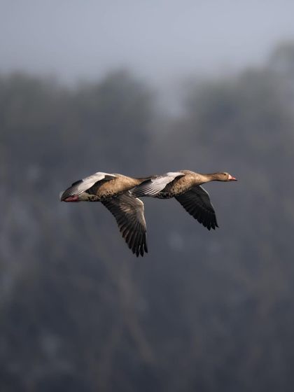 A pair of Greylag geese flying in perfect sync, like a dual engine aircraft. I captured this against a misty background, which emphasizes their synchronized movement and partnership. This is a great example of avian teamwork.