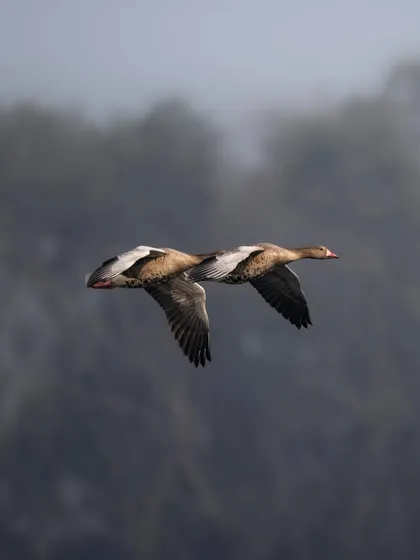 A pair of Greylag geese flying in perfect sync, like a dual engine aircraft. I captured this against a misty background, which emphasizes their synchronized movement and partnership. This is a great example of avian teamwork.