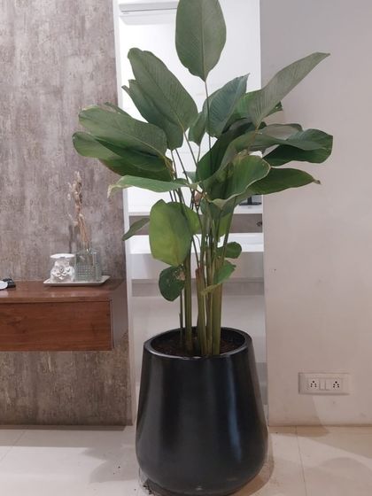 Make My Garden - Nursery & Gardening Store (Retail) Indoor & Air Purifying Plants photo 12