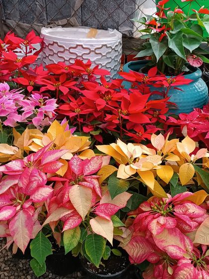 A festive display of Poinsettias in a rainbow of colors, from traditional red to yellow and variegated pink.