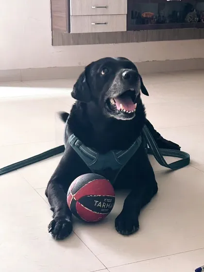 A repeat of the image of the happy black lab with his ball, showcasing his joyful and ready-to-engage attitude.