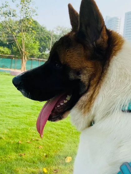 Meet this handsome Akita, a regular at our daycare. We love his energetic and intelligent personality.