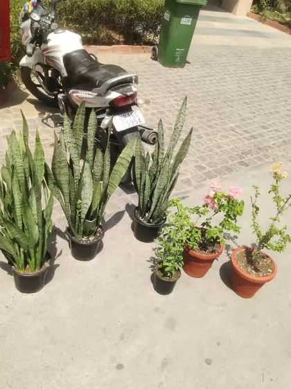 Another delivery ready to go. This one includes several large Snake Plants and some flowering Bougainvillea.