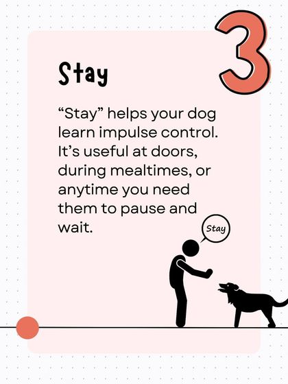 'Stay' is all about teaching impulse control. This graphic shows why this command is so useful, whether it's at the front door, during mealtimes, or any situation where you need your dog to pause and wait patiently.