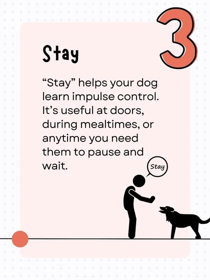 Teaching 'Stay' helps your dog develop impulse control. This command is useful at doorways, during mealtimes, or any situation where you need them to pause and wait patiently.