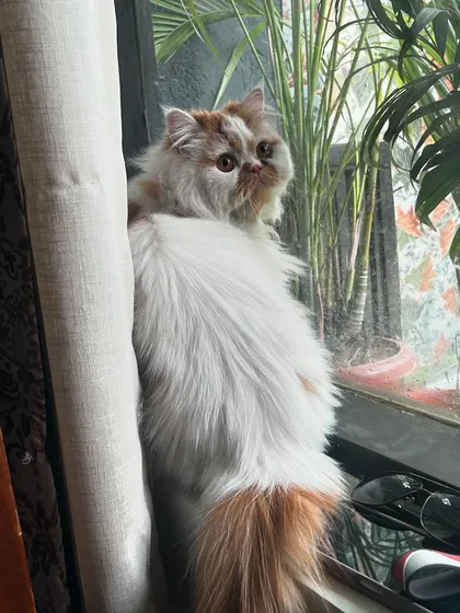 I make sure my feline guests have plenty of enrichment. Pikachu is enjoying his private room with a great window view, perfect for a day of people-watching and catnaps in the sun.