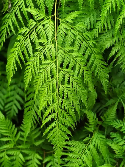 The Rabbit's Foot Fern gets its name from the furry rhizomes that grow on top of the soil. Its delicate, lacy fronds create a soft, lush appearance, perfect for hanging baskets or as a tabletop plant.