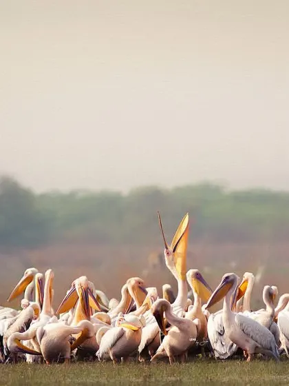 A large flock of Great White Pelicans rests in the misty landscape of Keoladeo National Park, Bharatpur. The soft winter light creates a serene, almost ethereal atmosphere around this gathering of giants.