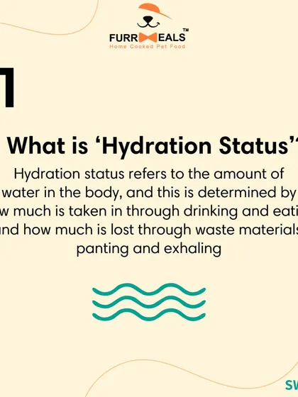 Is my dog dehydrated? This series explains what 'hydration status' means, how to check for it using the skin and gum tests, and why drinking more water isn't always a sign of good hydration.