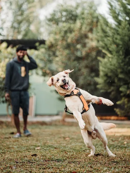 This is the kind of pure, unfiltered joy I aim for every single day. Seeing a happy Labrador mid-flight during playtime is my definition of a job well done.