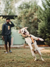 Dog Daycare