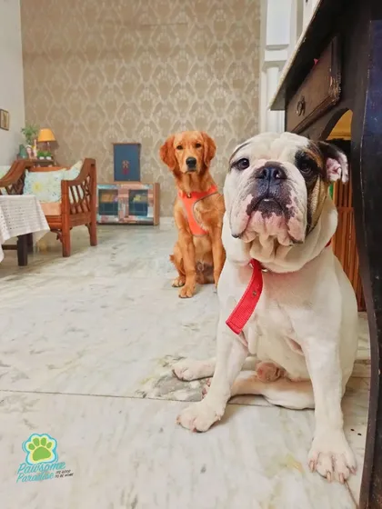 Meet two of my wonderful guests, an English Bulldog and a Golden Retriever, relaxing indoors. I welcome dogs of all sizes and temperaments, and it's amazing to see them become such good friends during their stay.