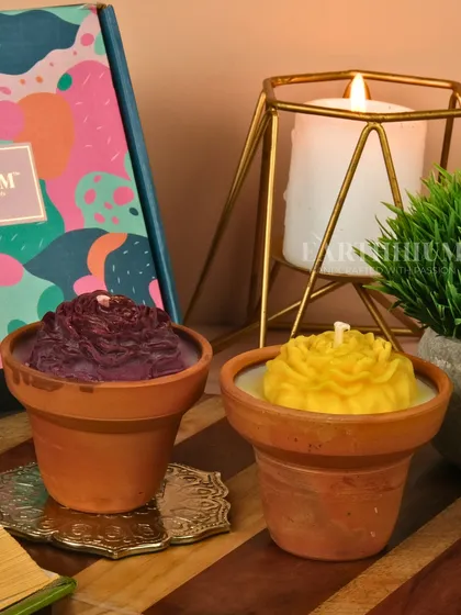 A deep purple and yellow rose set, showing the beautiful contrast of colors.