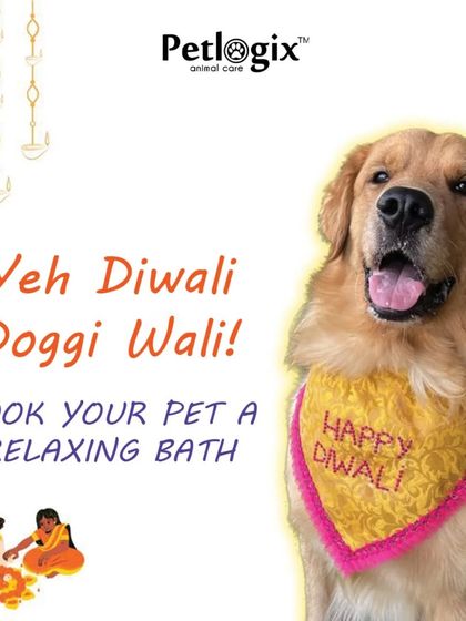 "Yeh Diwali Doggi Wali." Get your pet a relaxing bath to prepare for the festival of lights. This Golden Retriever is looking festive in a 'Happy Diwali' bandana.