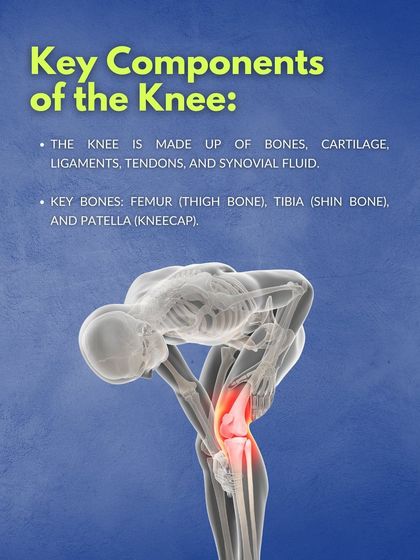 A deeper look at the key components of the knee, including bones, cartilage, and ligaments. Understanding this anatomy is the first step toward effective injury prevention and smarter training.
