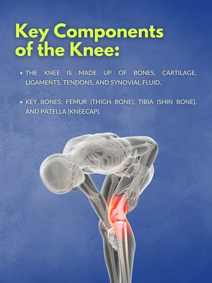 An infographic detailing the key components of the knee, including the bones (femur, tibia, patella), cartilage, ligaments, and tendons. Understanding this anatomy is the first step to preventing injuries.
