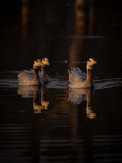 A group of Bar-headed geese swimming in formation. The dark water and golden reflections create a high-contrast, visually striking image.