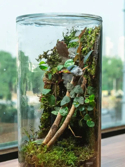 A single cylindrical terrarium, showcasing its sleek design and the lush jungle inside. These are great unique gifts that continue to grow and evolve.