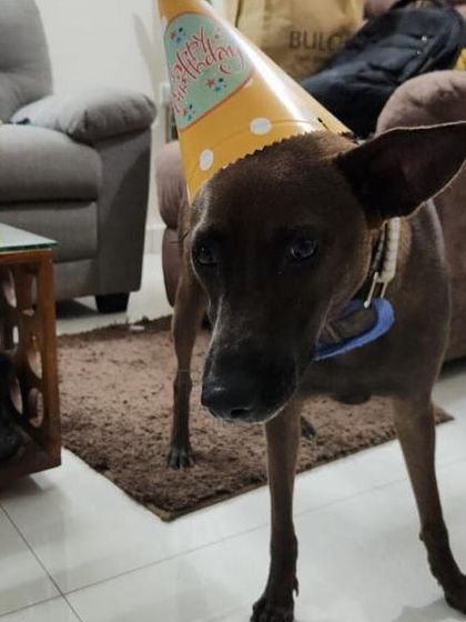 PL Paws - Dog Adoption Services Happy Tails: Our Adoptees in Their Forever Homes photo 130