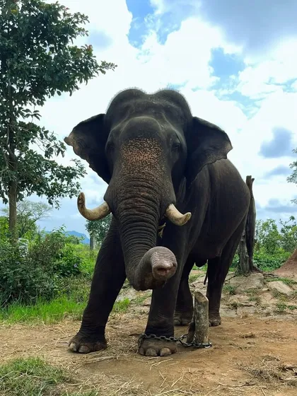 A powerful tusker at the Harangi Elephant Camp, a highlight for animal lovers on our Coorg trips.