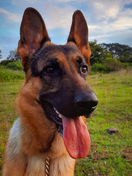 A collection of portraits of my handsome, goofy, and majestic German Shepherd, Theo. He is my constant inspiration and the heart of my work.