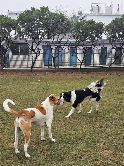 A friendly greeting between two dogs on the lawn. This is how friendships start at Pet Lovers Hut.