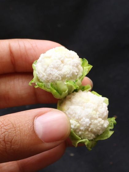 A close-up of my miniature cauliflower, showing the individual florets.