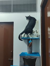 Home Boarding for Small Pets