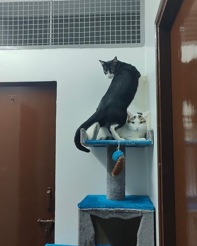 Home Boarding for Small Pets