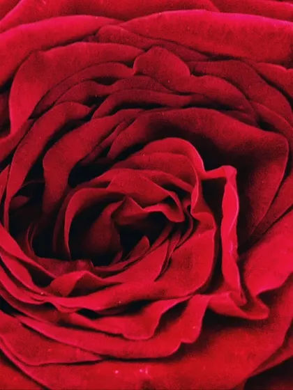 A macro photograph that fills the frame with the swirling petals of a red rose, creating an abstract and beautiful texture.