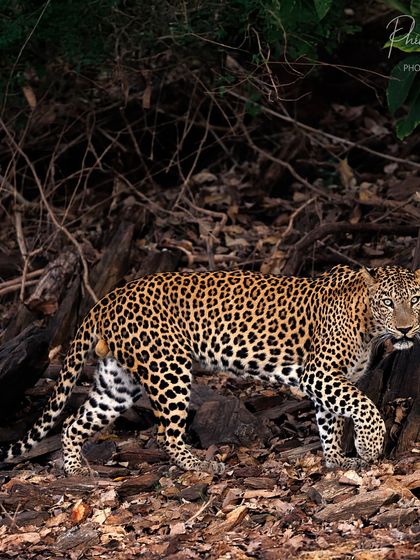 The same male leopard from Bhadra on the move, its powerful muscles evident as it walks through the forest floor.