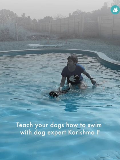 The Pack - Pet-Friendly Adventures & Meetups Pool Days & Swimming Camps photo 11