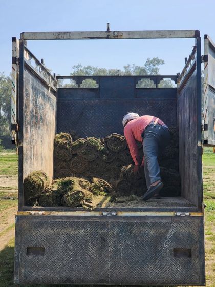 Delhi Gardner - Wholesale Plant & Turf Supply Natural Grass Turf: From Our Farm to Your Project photo 68