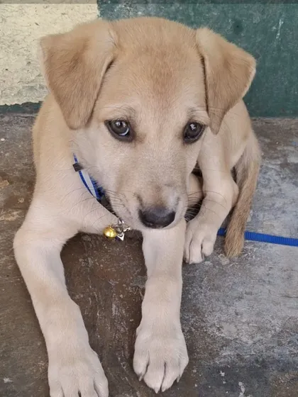 This handsome 2-month-old male puppy is vaccinated, dewormed, and ready for adoption. He's a calm boy with soulful eyes.