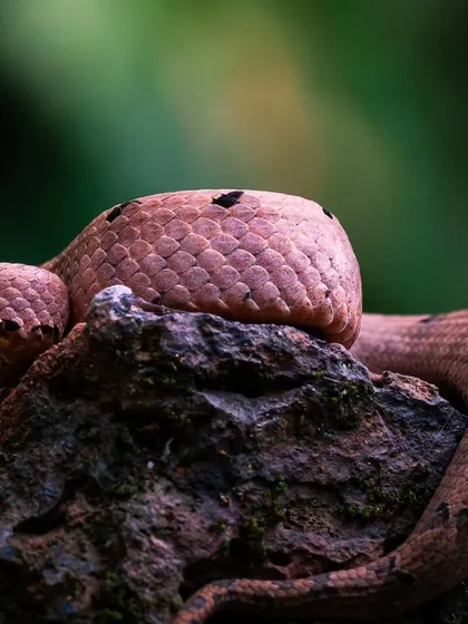 A macro view of the Hump Nosed Pit Viper, showing the intricate texture of its scales. Getting this close to one of the world's deadliest creatures is a surreal and humbling experience.