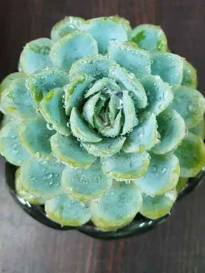 A top-down view of this gorgeous succulent, showing its perfect rosette shape. The water droplets make it look even fresher.