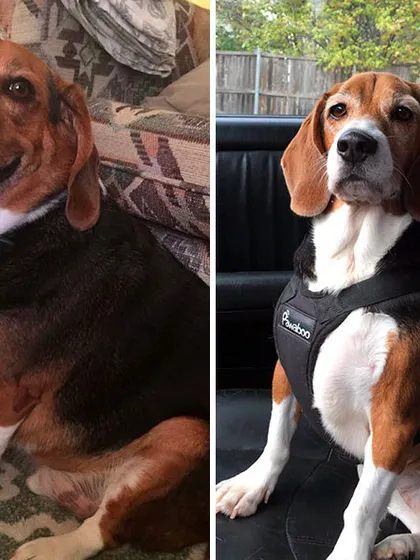 The Pawtbelly glow-up is real. Switching from processed kibble to our fresh, natural meals can lead to incredible transformations like healthy weight management and renewed energy. This before-and-after says it all.