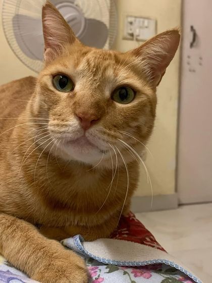 The handsome Ziggy. He's such a sweet and gentle ginger boy.