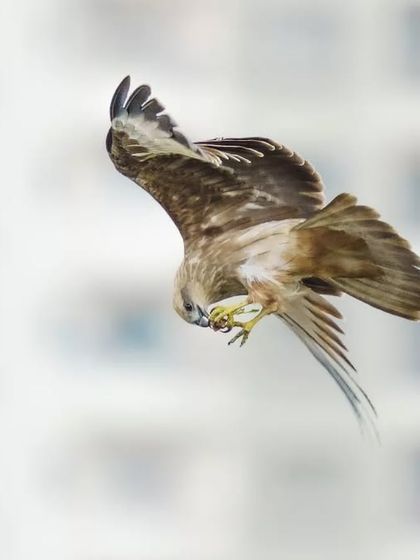 A Brahminy Kite in a steep dive, its talons ready to strike. This shot captures the intensity and focus of an aerial predator in an urban setting.