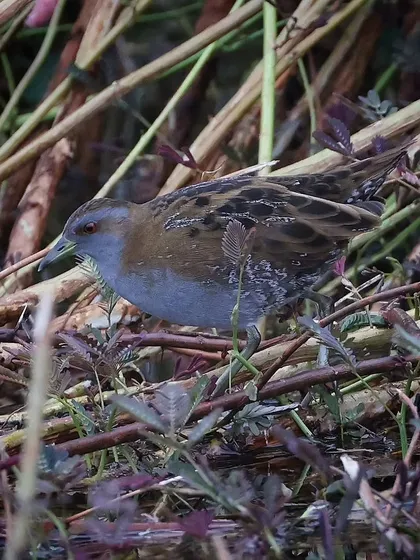 The Baillon's Crake is a rare migratory bird in Singapore. Its small size and secretive nature make it a challenging subject, so I was thrilled to get this shot in the fading light.