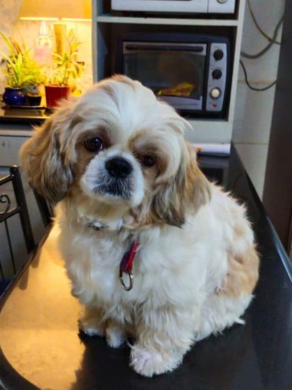 Jazzy's Pet Care - In-Home Dog Boarding Cuddles, Hugs & Personal Attention photo 9