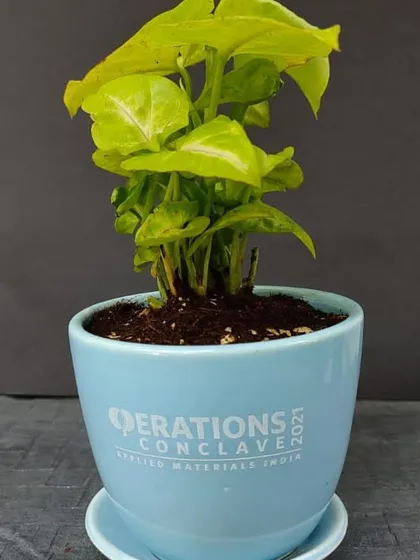 A custom-branded plant gift for the Operations Conclave 2021. This Syngonium in a light blue ceramic pot with a saucer is a great example of a memorable event giveaway.