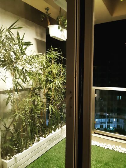 A view into a cozy balcony at night. The space is filled with bamboo plants in white planters, creating a natural privacy screen.