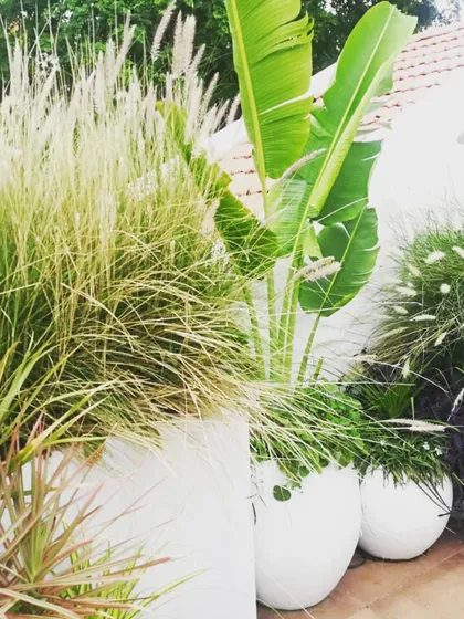 A close-up of our terrace garden design for the founder of DWP Architects. This composition features a mix of tall ornamental grasses and broad-leafed tropical plants in modern white FRP planters, creating a rich texture and a dynamic, sun-loving arrangement.
