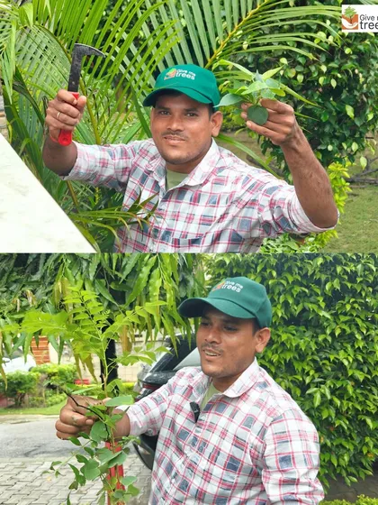 A team member proudly displays a leaf cutting, a method we use for propagation. This technique allows us to grow new plants from existing ones, a sustainable way to expand our nurseries.