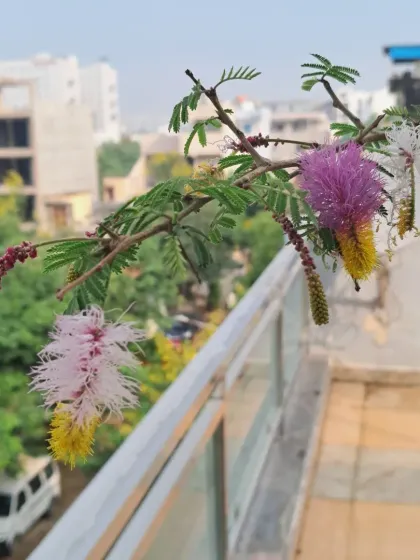 Bhardwaj - Urban Gardening Consultation Auspicious Plants for Your Home photo 6