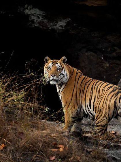 The mighty Bajrangi from Bandhavgarh, emerging from a cave-like structure.