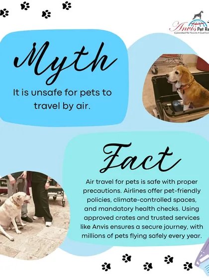 A common worry for pet parents is whether air travel is safe. The fact is, with proper precautions like pet-friendly airlines, climate-controlled spaces, and IATA-compliant crates, millions of pets fly safely every year. We are experts in ensuring every safety protocol is met.